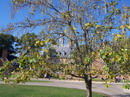 Southern catalpa,Cigar tree,Indian been tree
